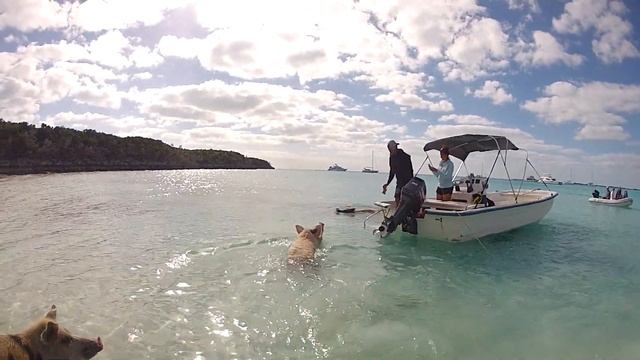 Pig Beach Bahamas смотреть онлайн