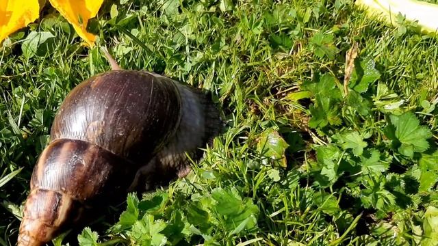 Улитки гиганты на свободе ?? смотреть онлайн