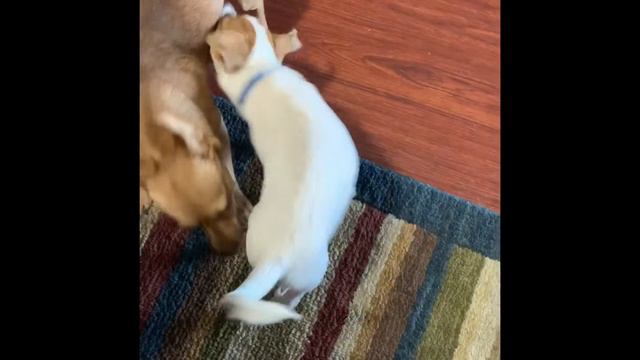 Cute Dog FOX Cute Chihuahua Puppy Tries to take me for a Walk; I jump in the pool смотреть онлайн