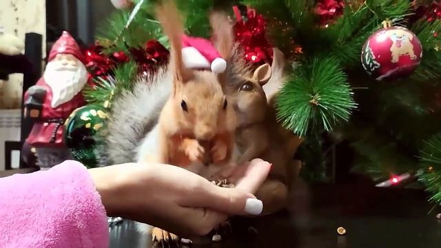 Как я пыталась одеть шапочку на бельчонка...!!! ??? (Рубрика "За кадром") I put a hat on a squirrel смотреть онлайн