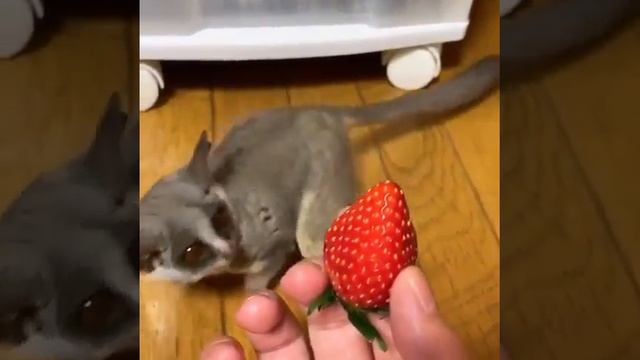 Лемур очень удивился, когда впервые в жизни увидел клубнику смотреть онлайн