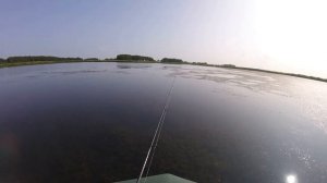 Поймал трофей. Здоровенный Змееголов .Ловля змееголова на спиннинг.