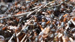Невероятные факты жизни муравьев