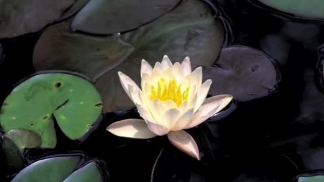 OM MANE PADME HUM - A song to Heal the World - Marcus Viana смотреть онлайн