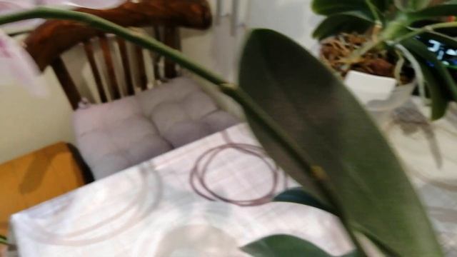 24.12.22г.Мои орхидеи Алладин, Пират Пикоти ?и беленькая ЛЮБОВЬ. смотреть онлайн