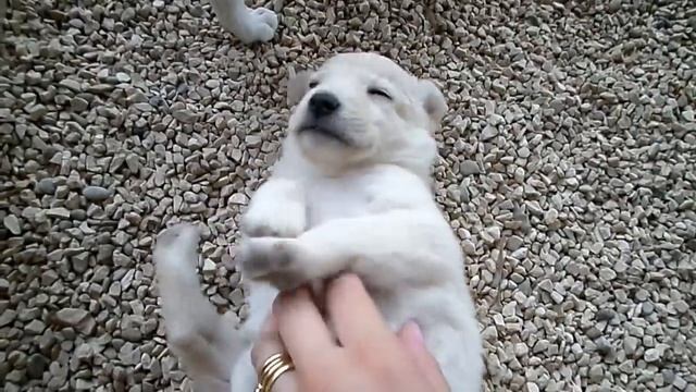 FAMIGLIOLA SCAMPATA A UN TENTATIVO DI DISGREGARLA смотреть онлайн