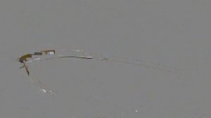 Сборка парусника Halcon 1840. Часть 2 (Установка палубы, планширей и фальшбортов)