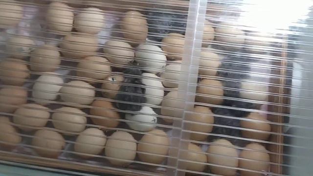 как начинается у нас долгожданный первый день вывод цыплят! смотреть онлайн