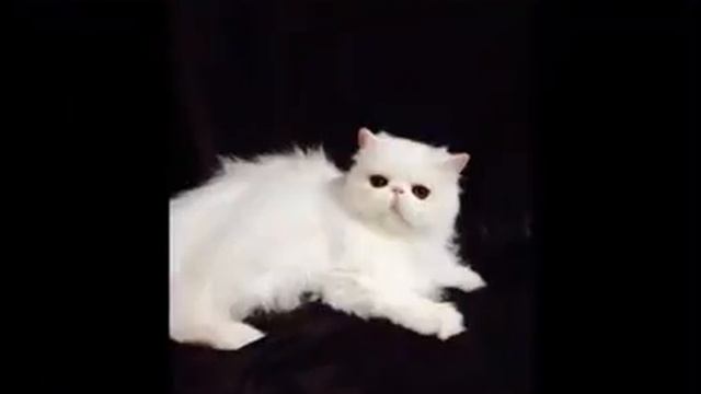 Persian and exotic short haired kittens! Персидские и экзотические короткошерстные котята! смотреть онлайн