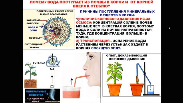 ОРГАНЫ РАСТЕНИЙ. КОРНИ: СТРОЕНИЕ, ФУНКЦИИ, ВИДОИЗМЕНЕНИЯ смотреть онлайн