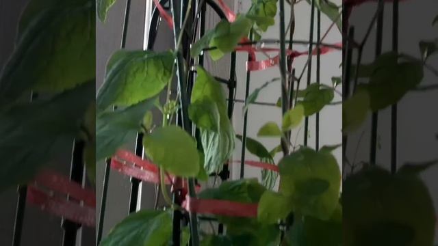 더덕3 더덕덩굴 (2019년~ ) Codonopsis lanceolata (Siebold & Zucc.) Trautv. смотреть онлайн