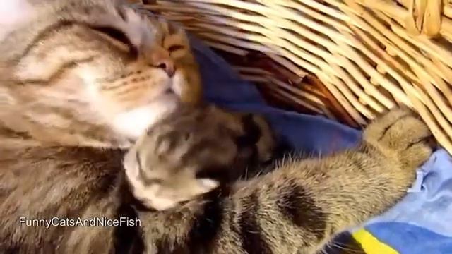 С днем св Валентина! Самые милые пары котят смотреть онлайн