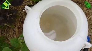 КАК ИСПОЛЬЗОВАТЬ ВАЛИДОЛ ОТ ФИТОФТОРОЗА и ПЕРОНОСПОРОЗА. + ответы на вопросы. Краткая версия.