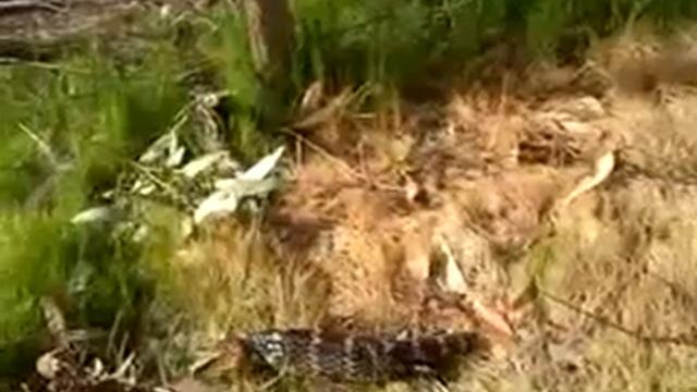 гигантская австралийская ящерица смотреть онлайн