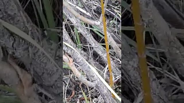В Олекминском улусе нашли змею. смотреть онлайн