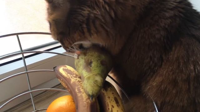 Кот ест грушу смотреть онлайн
