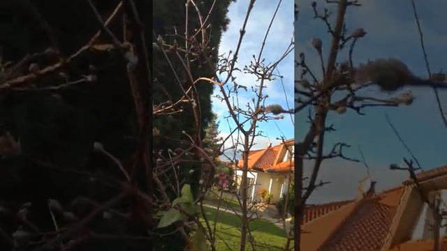 Сирень зацветает в ноябре. смотреть онлайн