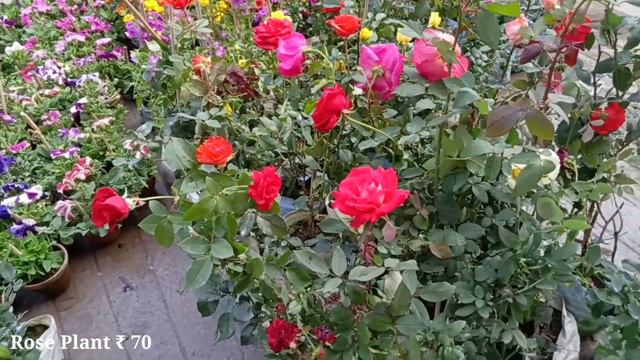 Kolkata's Largest Flower Plants Market Visit On Sunday At Galiff Street смотреть онлайн