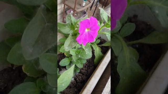 Балкон Джульетты. Это у петунии такой сорт смотреть онлайн