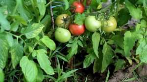 Лучшие низкорослые томаты 2019! Томаты сорта Вано, Настенька, Малиновый звон.