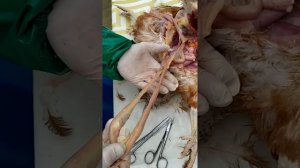 Вскрытие курицы и оценка внутренних органов.