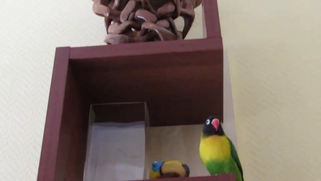 Попугай неразлучник поет. Parrot Lovebird Singing.