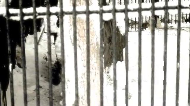 Новосибирский зоопарк смотреть онлайн