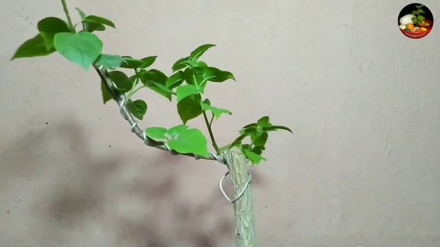 Bougainville Bonsai || How To Make A Bougainvillea Bonsai || Update смотреть онлайн