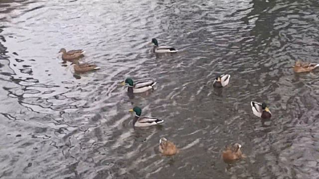Утки на речке смотреть онлайн