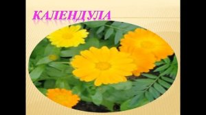 Загадки о лекарственных растениях