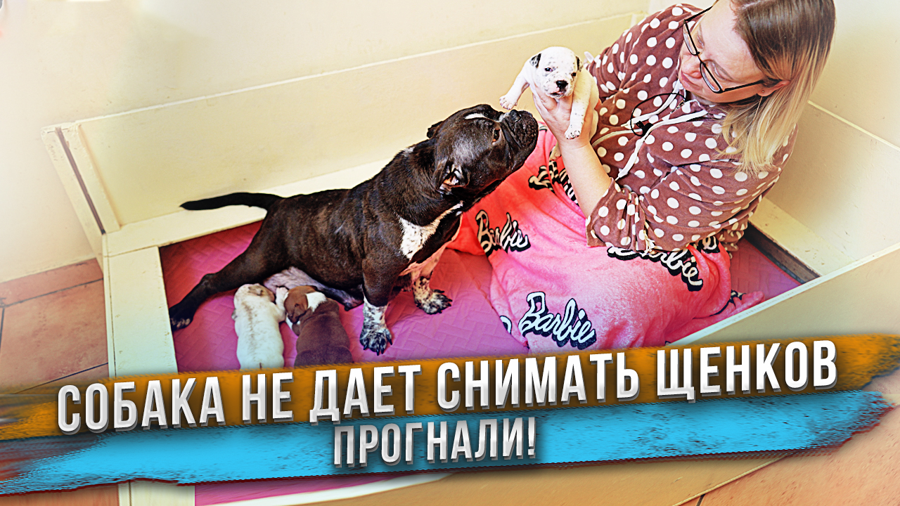 Собака мешает показывать щенков! Щенкам 3 недели. Американский Булли экзотик с родословной IDBC. смотреть онлайн