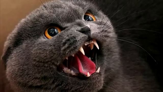 Кошка родила котят, но на одного шипела, хозяйка поняла, в чем дело, когда заглянула в рот смотреть онлайн