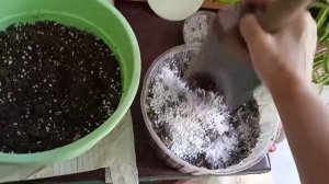 Пересадка герани, какая нужна почва, составляем почву сами?