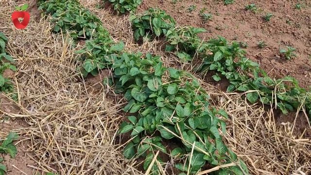 Saznajte kako malč može povećati prinose povrća i koji su materijali najbolji смотреть онлайн