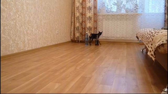 Цвергпинчер Рокси, Sangue Kal'do Evraziya. Трюки смотреть онлайн