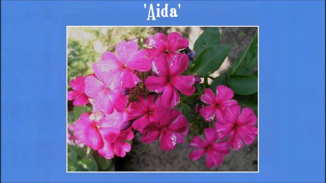 Floksy wiechowate – portrety odmian i ich wizerunki na rabatach смотреть онлайн