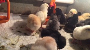 Уход за цыплятами после инкубатора/ Кормление, поение пушистиков