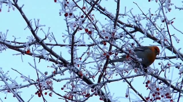 Пение птиц в зимнем лесу. Singing birds in the winter forest. смотреть онлайн