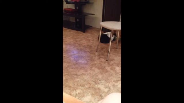Английский кокер спаниель арчи смотреть онлайн