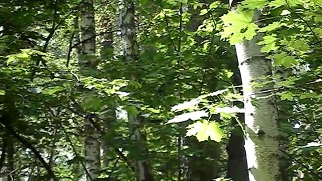 белка в лесу не боится людей