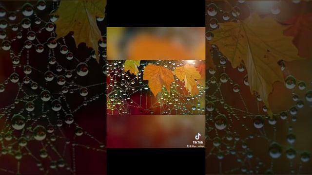 Я люблю когда листья меняют окраску ??☘️ смотреть онлайн