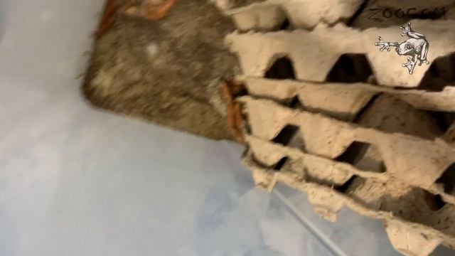 Cверчковая пыль против Дрозофилы! Сравниваем.