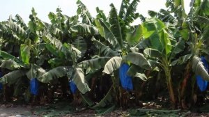 Как вырастить банан в домашних условиях. Выращиваем банан в горшке!