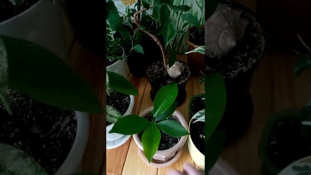 Комнатные цветы.Фикусы.Обзор моих фикусов. смотреть онлайн