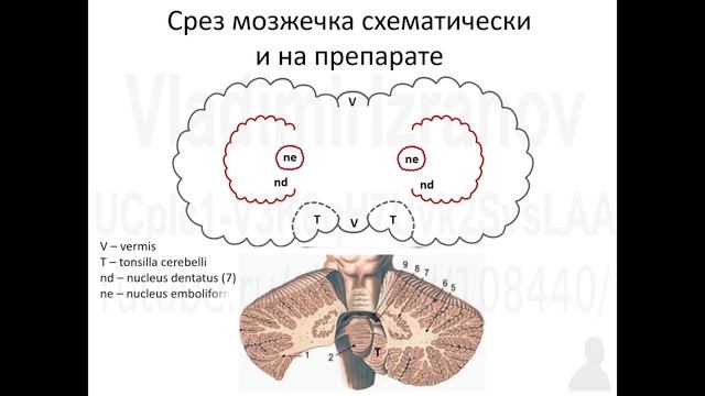 Внутреннее строение мозжечка 2022 04 22 10 00 01 смотреть онлайн