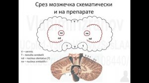Внутреннее строение мозжечка 2022 04 22 10 00 01