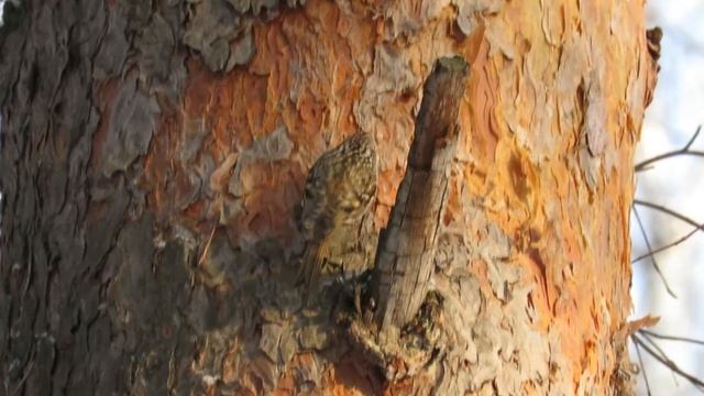 Птица Пищуха добывает корм зимой, treecreeper in winter смотреть онлайн