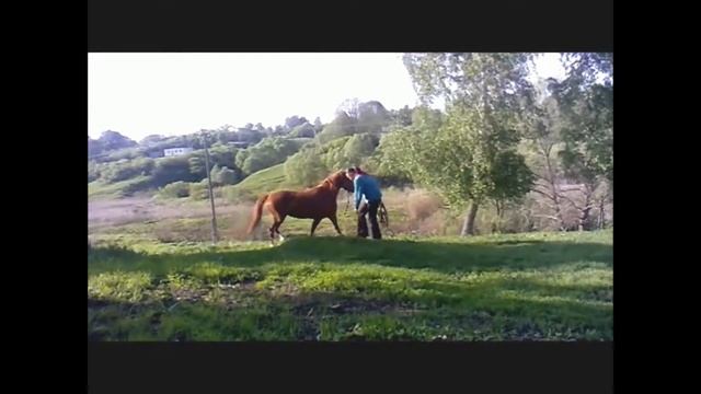 Моя любимая Лошадь Бэмби смотреть онлайн