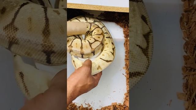 Egg Pulling - Leopard Bee X Clown 7 Good eggs - ball python breeding 2021’ смотреть онлайн