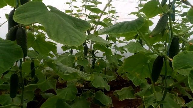 Огурцы Кибрия 20 Октября смотреть онлайн